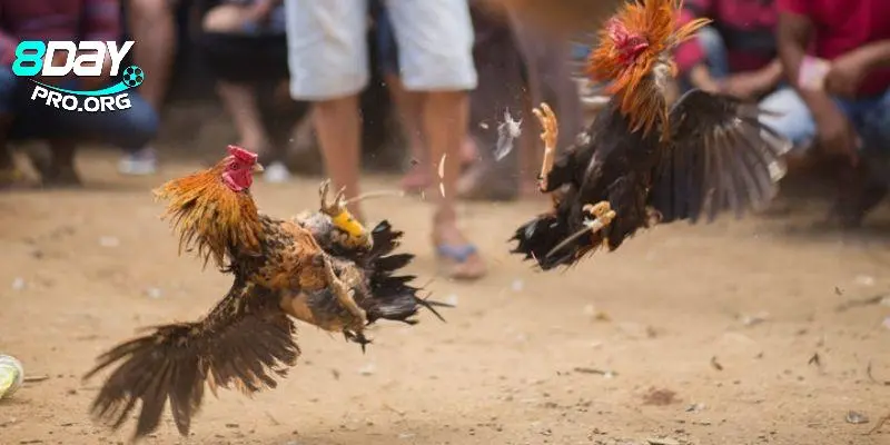 Trải nghiệm đá gà siêu chân thực